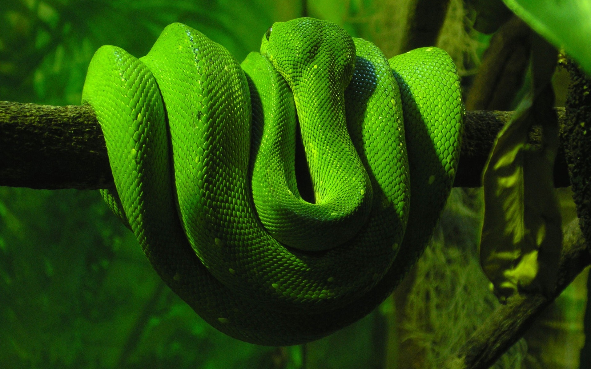 Green Snake3268119859